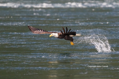 Bald-Eagle;British-Columbia;Canada;Eagle;Flying-Bird;Haliaeetus-leucocephalus;Ph